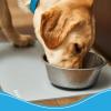 image:imageAquapaw 1Pack NonSlip Pet Feeding Mat  Medium  19 x 12  Waterproof Eating Surface Dishwasher Safe amp Easy to Clean  Raised Edges to Contain Spills  Pet Food amp Water Mat  GreyGrey